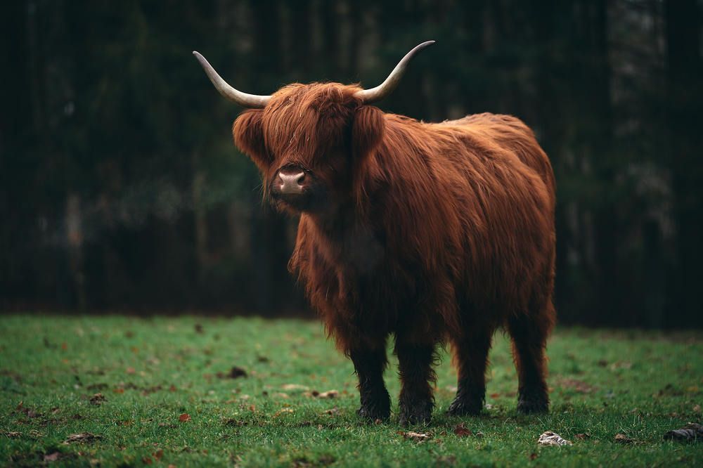 Photograph by Natalie Liedtke