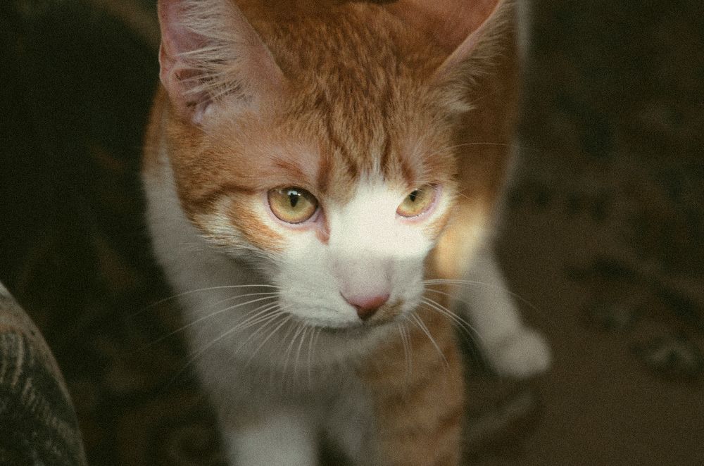 Photograph by Ульяна Бедрицкая