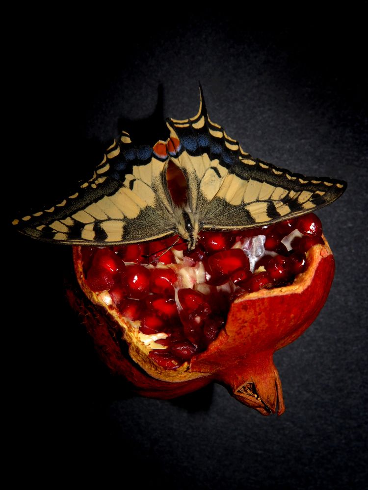 Photograph by MIHALIS KONSTANDINIDIS