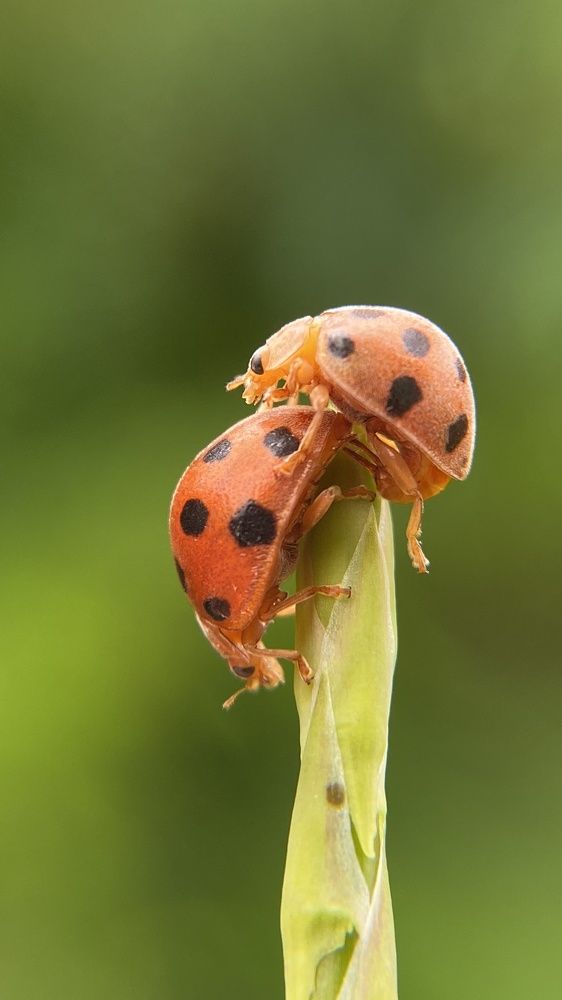 Ladybug Mating