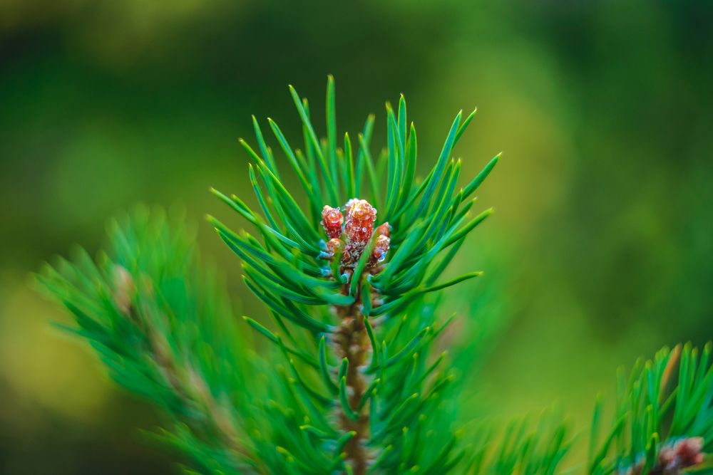 Photograph by Алексей Ч.