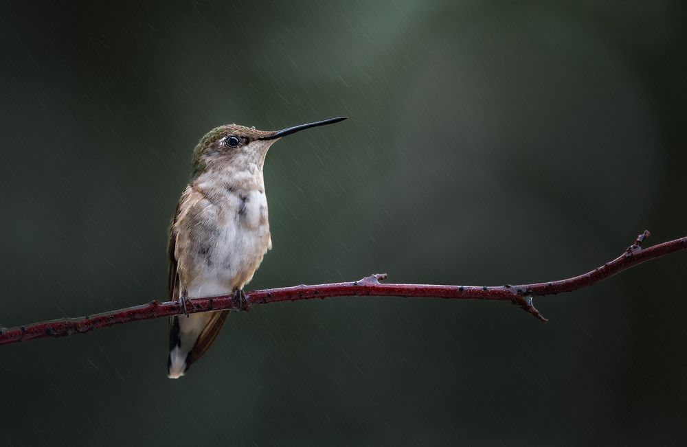 Photograph by Atul Saluja