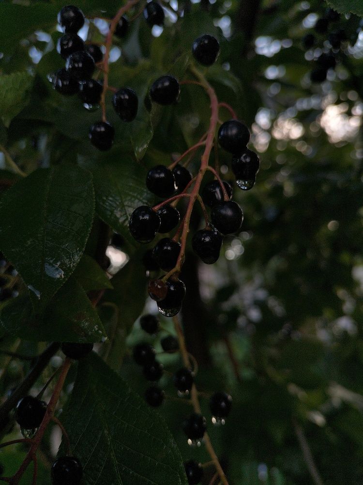 Фотография автора Максим Гафнер