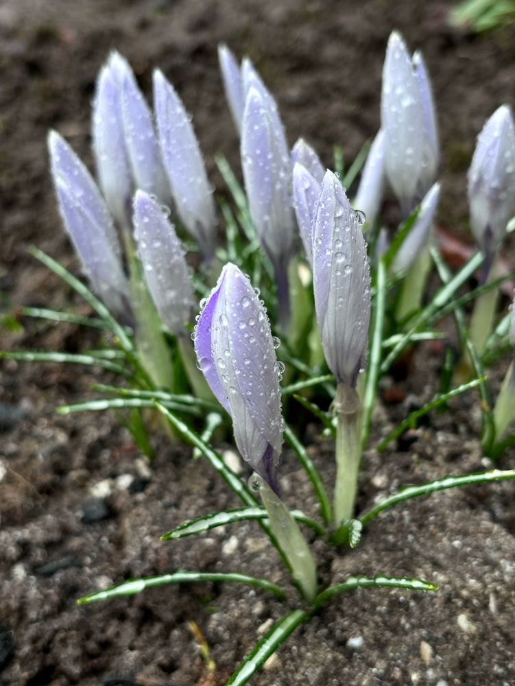 Photograph by Halina Mitsevich