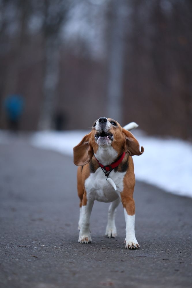 Фотография автора Иван Безрядин