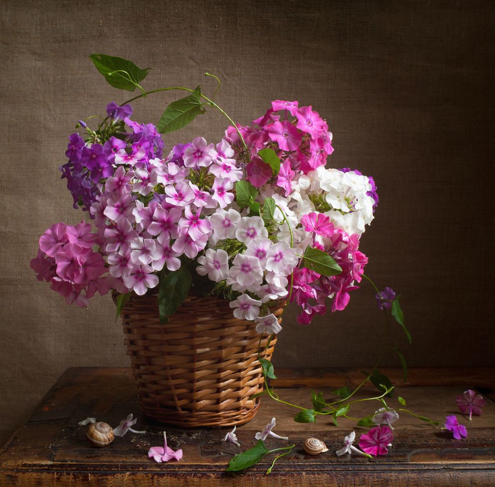 Розовые флоксы в корзинке