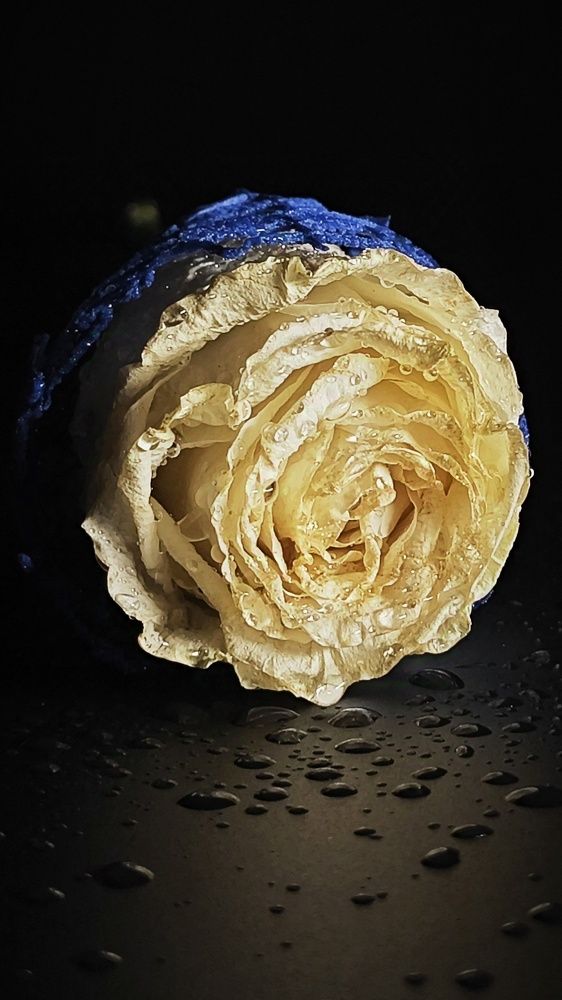 Photograph by Елена