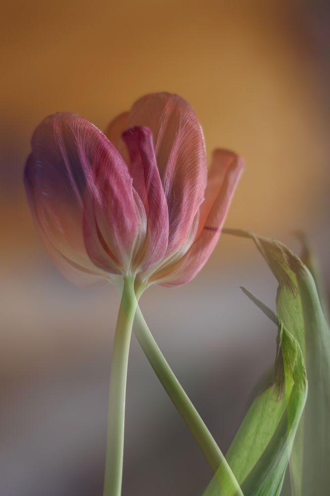 Photograph by Валерия Гуртовая