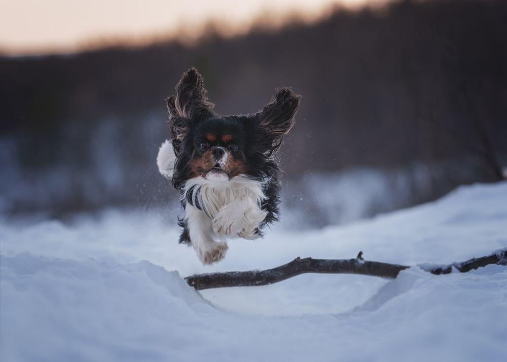 Photograph by Дмитрий Шелковой