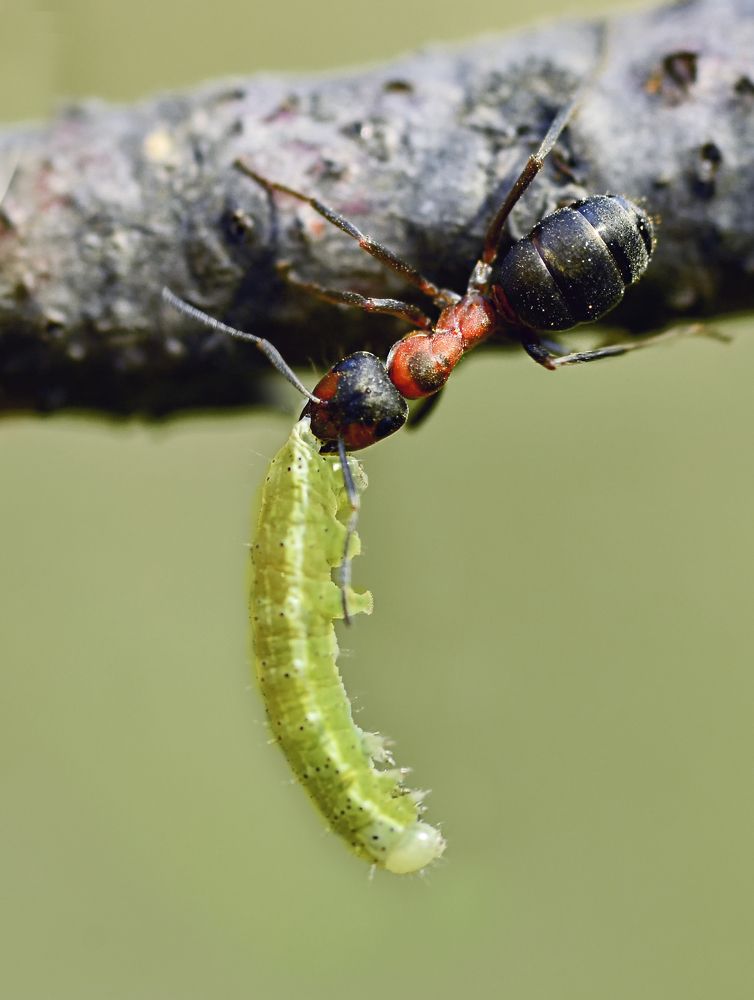 Photograph by Natalia Bolotenkova