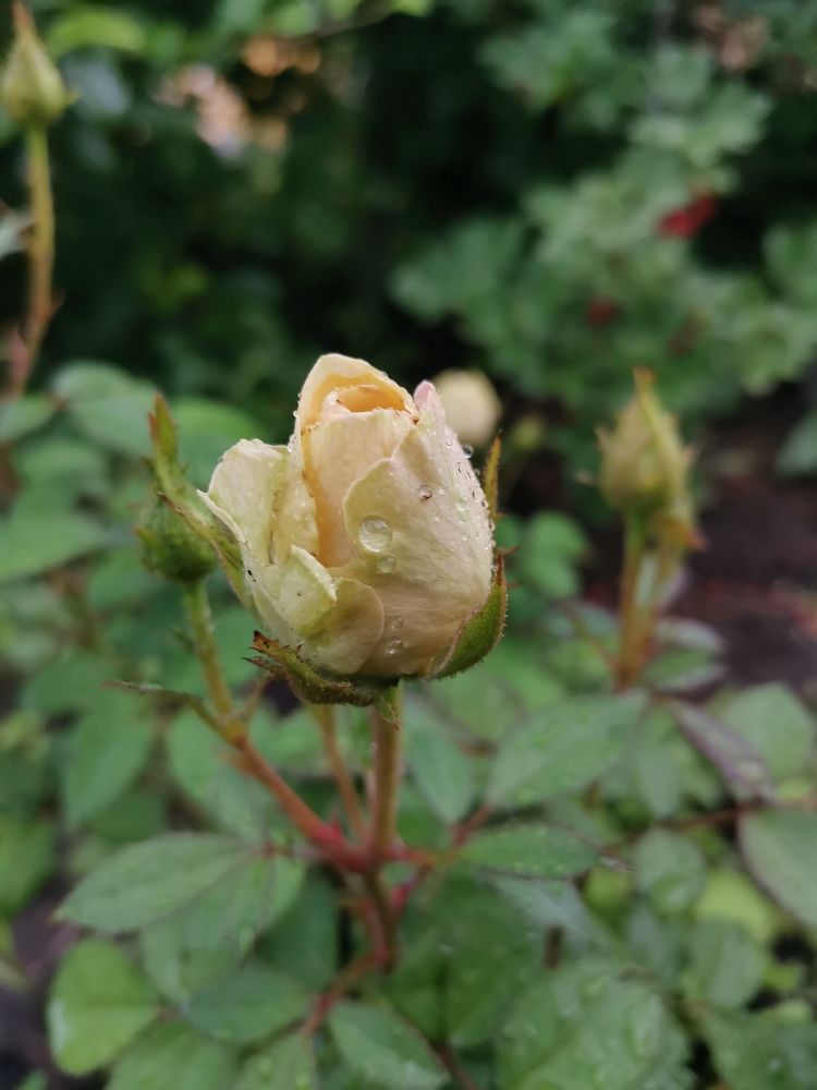 Photograph by Любовь Лунина