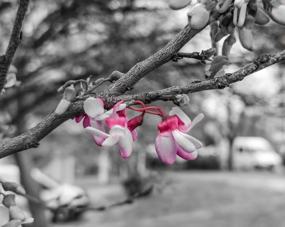 Photograph by Nikolay Draganov