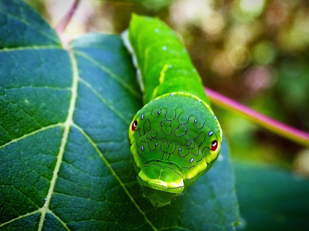 Гусеница Парусника Маака.