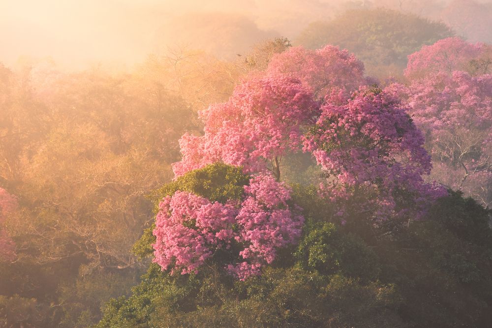 Photograph by Valdir Hobus