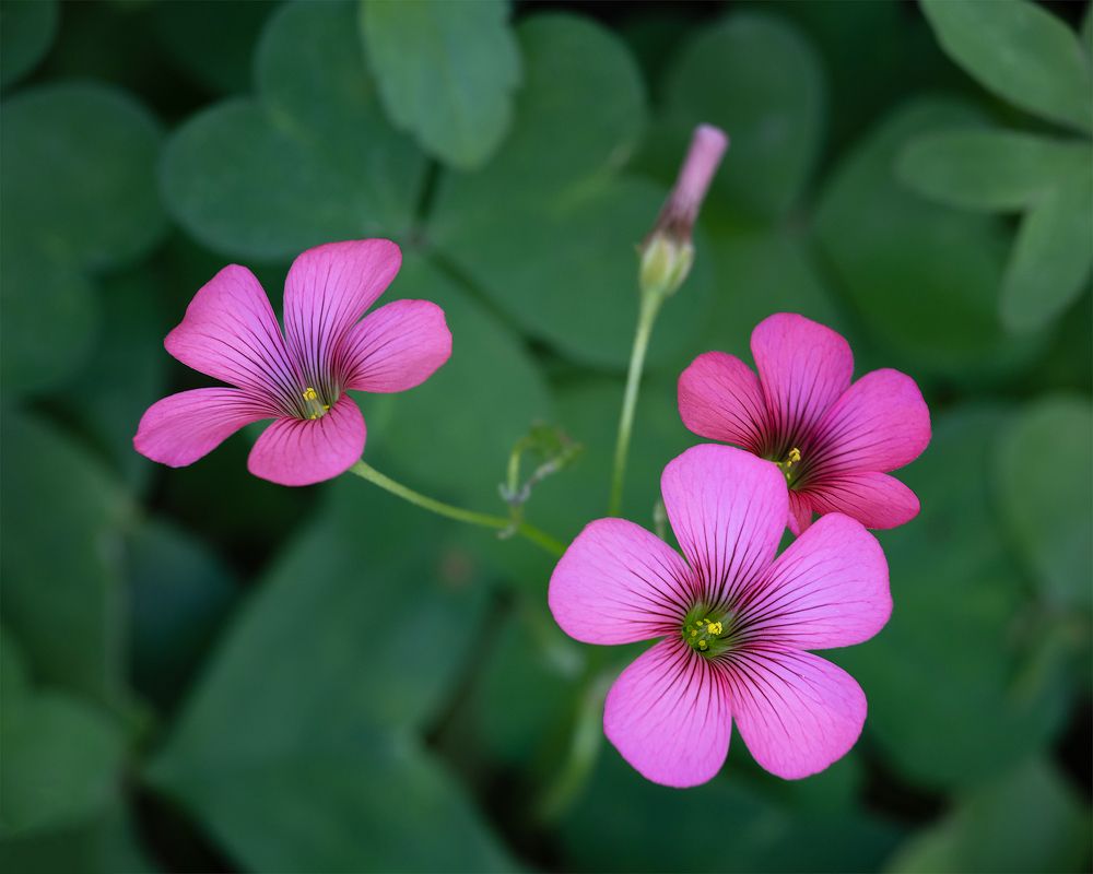 Photograph by Valdir Hobus