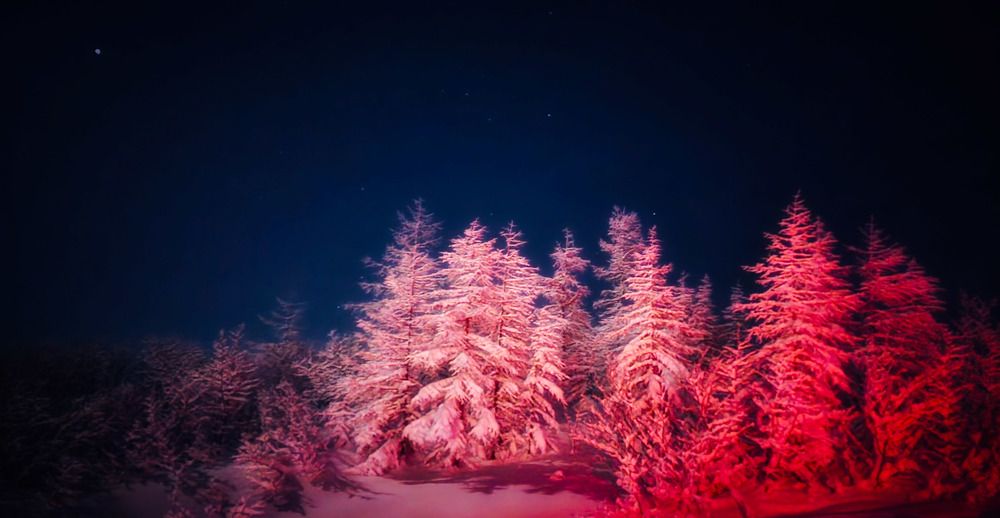 Розовые ели