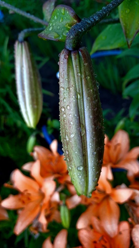 Photograph by Николай Худяков