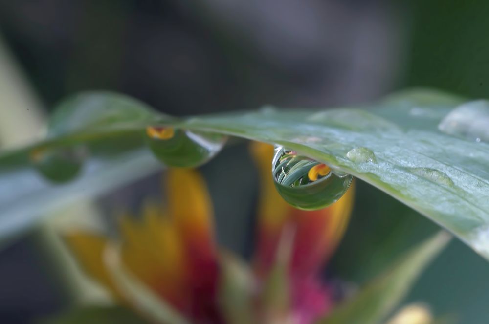 Photograph by Svetlana Rizzo