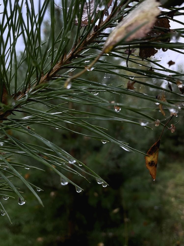 Photograph by Nadezda Yablokova