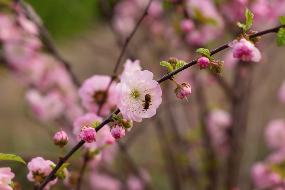 Photograph by Наталья Коржова