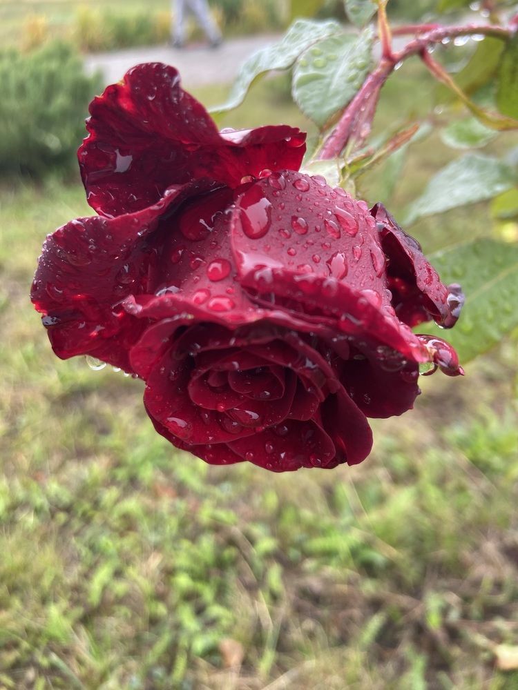 Photograph by Марина Сальникова