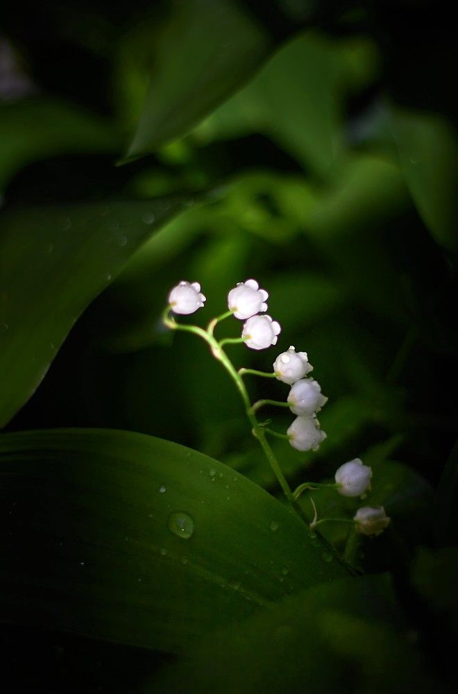 Photograph by Наталья Шевелева