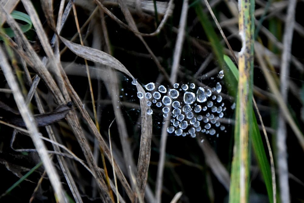 Photograph by Dimon Grinih