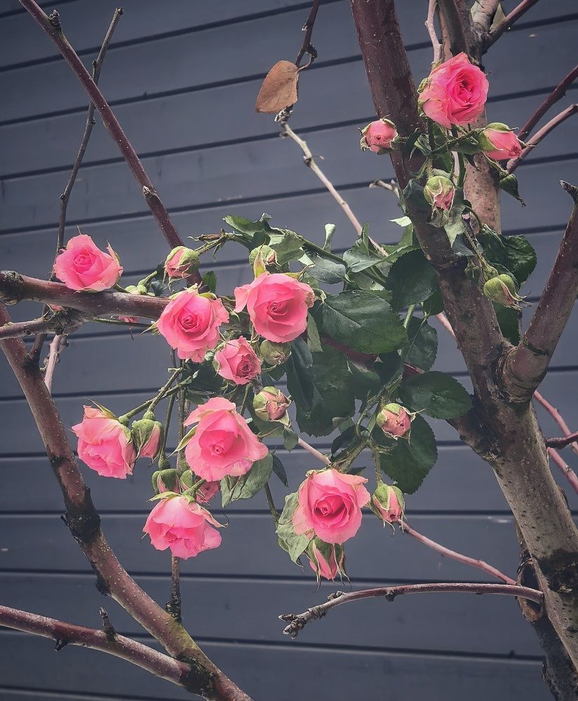 Photograph by Оксана Абакумова