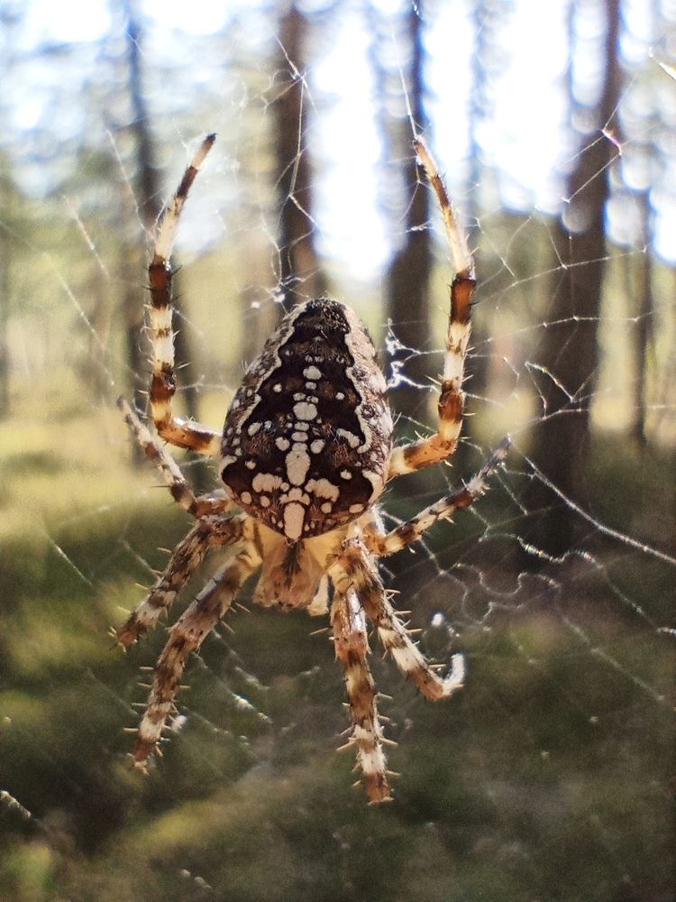 Фотография автора Михаил Бурминский