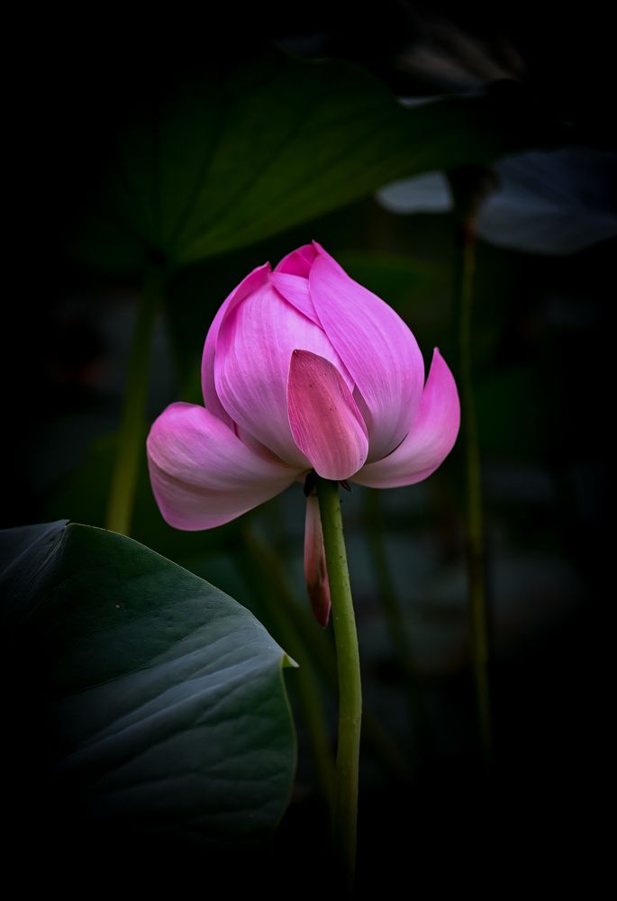 Фотография автора Надежда Барышева