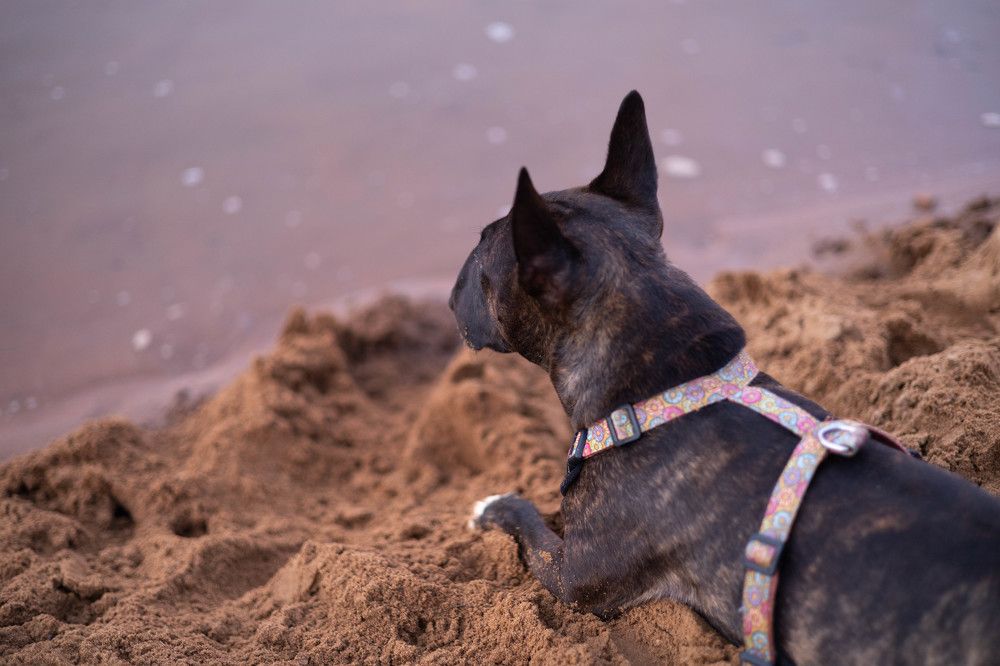 Фотография автора Алина Павлова
