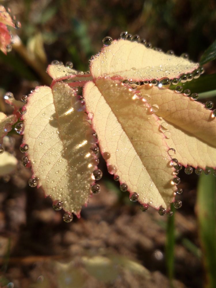 Фотография автора Екатерина Пачина