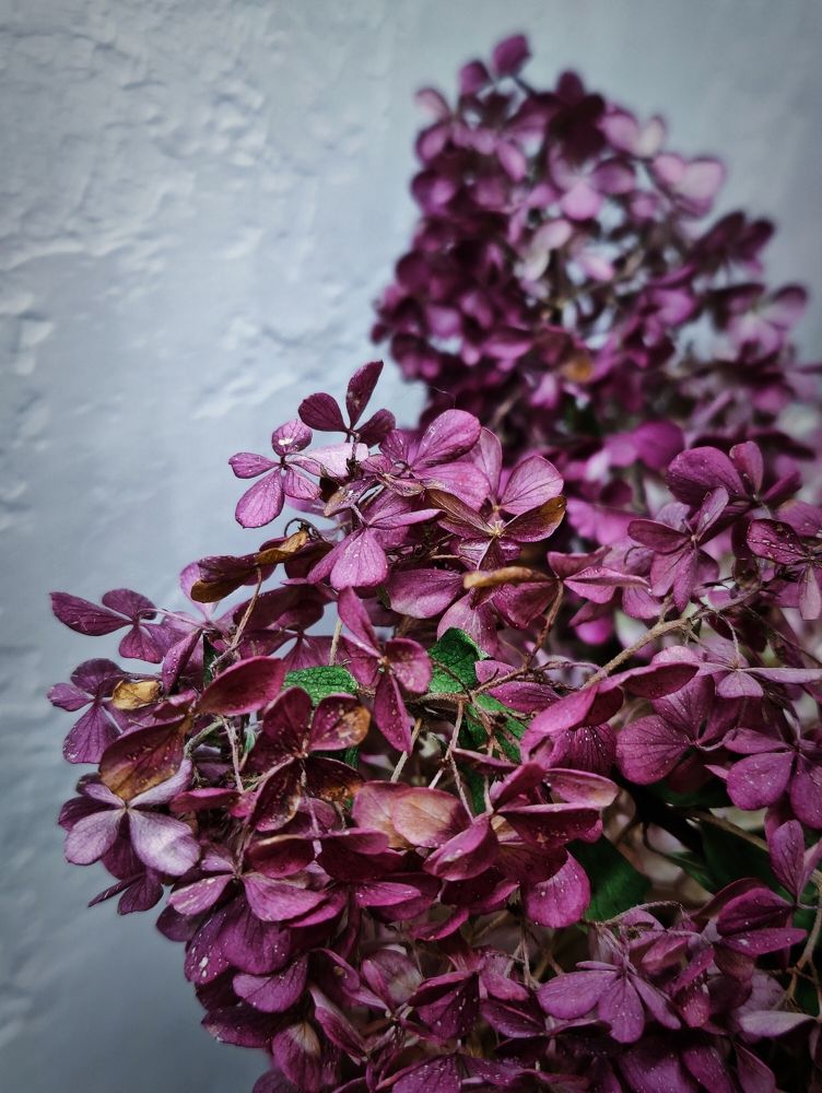 Photograph by Olena Chertous