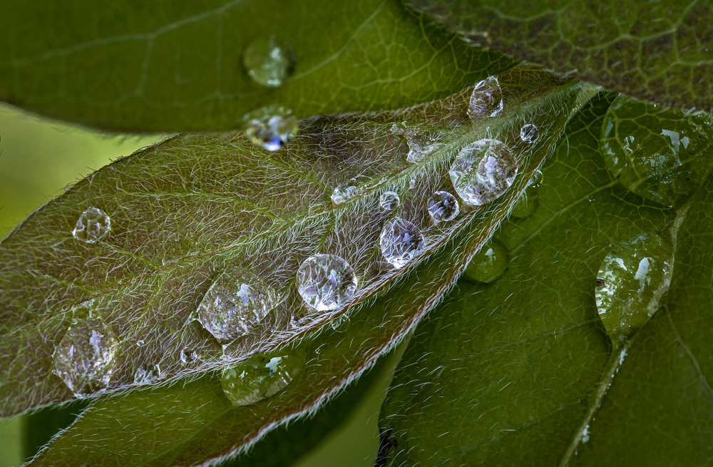 Photograph by Jiří Hakauf