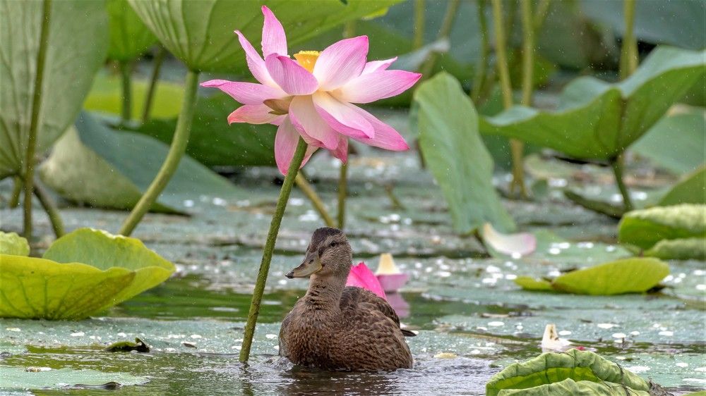 Photograph by константин