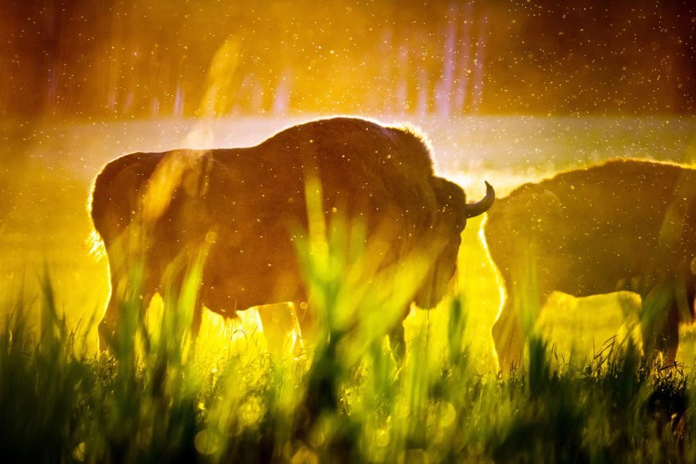 Photograph by Алексей Мараховец