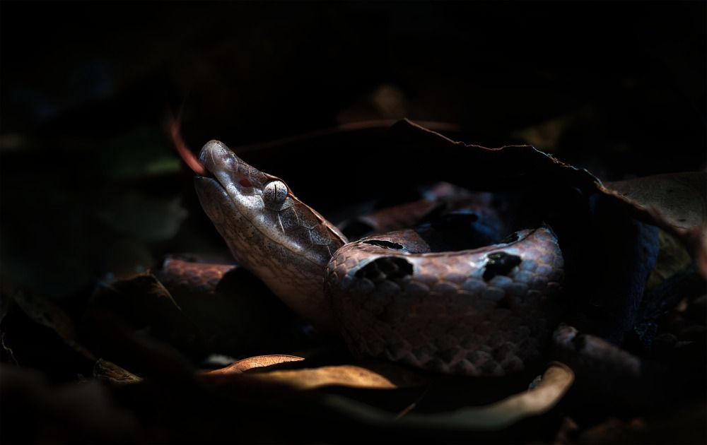 Фотография автора Tran Anh Tuan