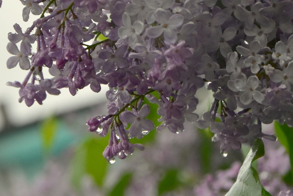 Photograph by Dimon Grinih