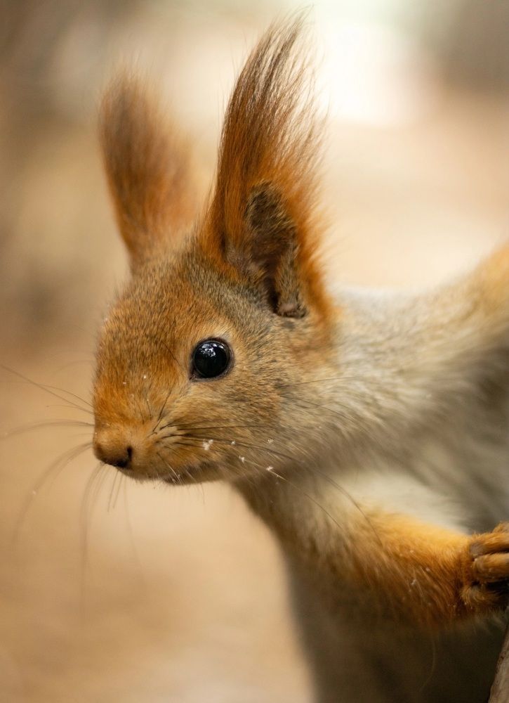 Фотография автора Егор Пешков
