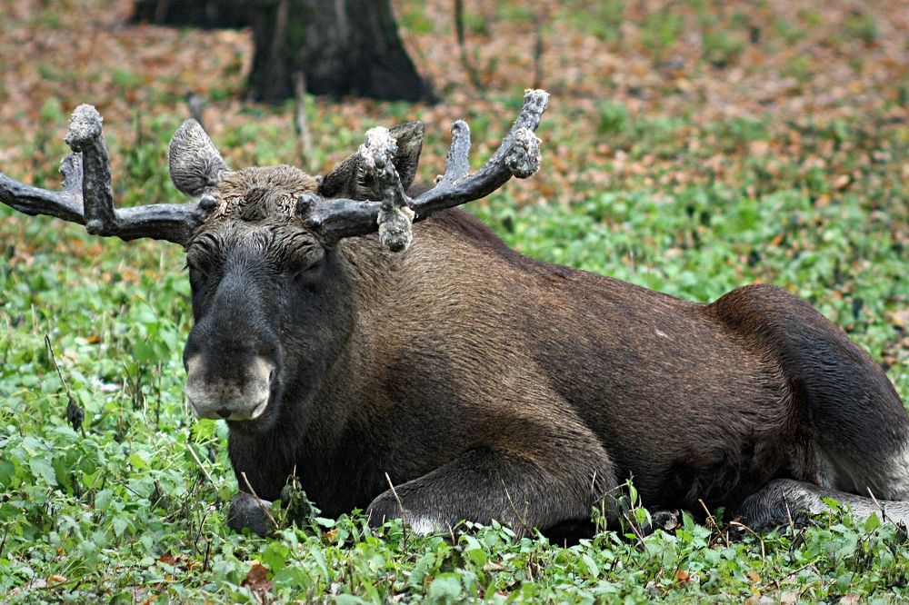 Старый лось