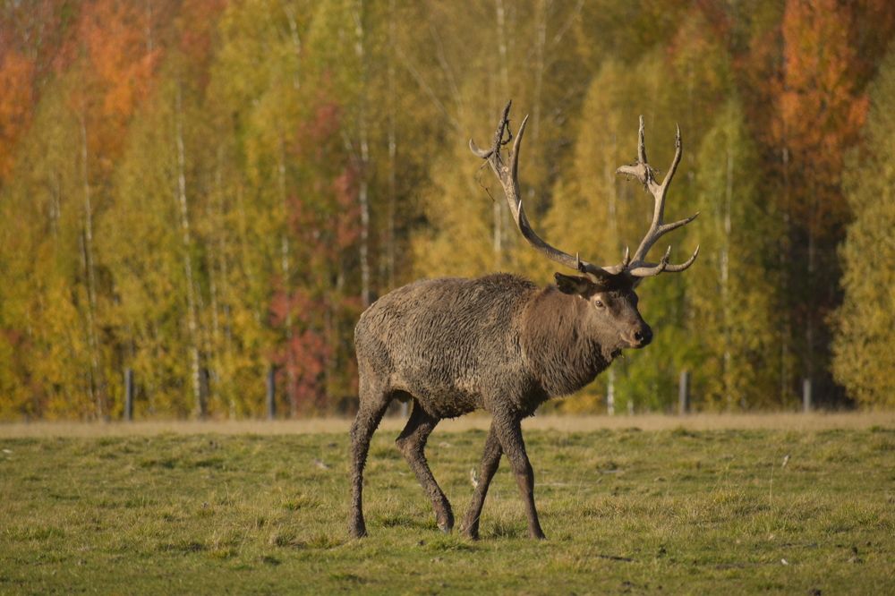 Фотография автора Ксения Харлапина
