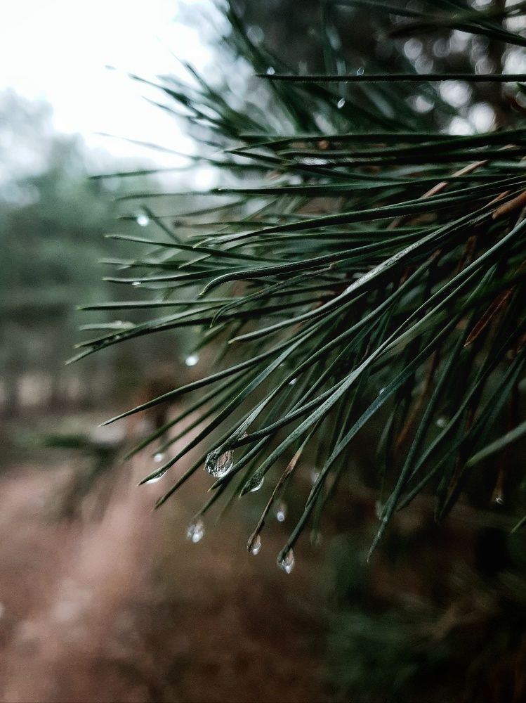 Фотография автора Ирина Дроздова