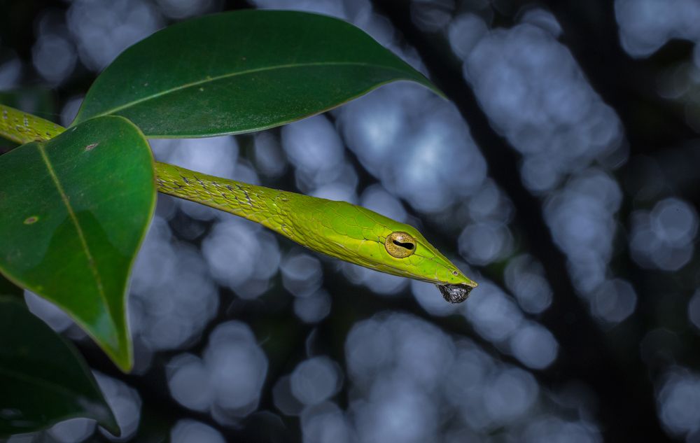 Photograph by Shajin Nambiar