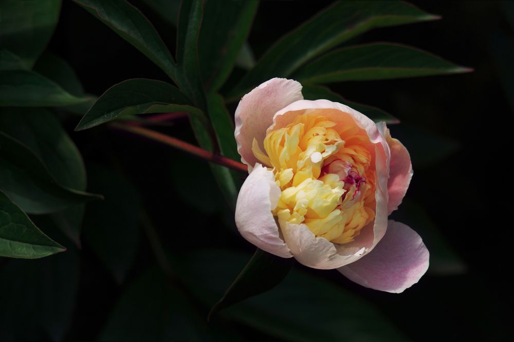 Photograph by Евгения Кинжакова