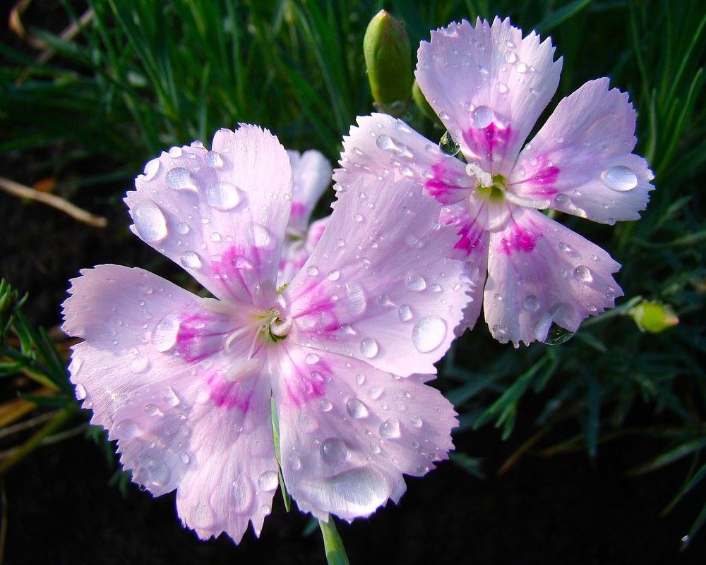 Photograph by Zakharov Matvey