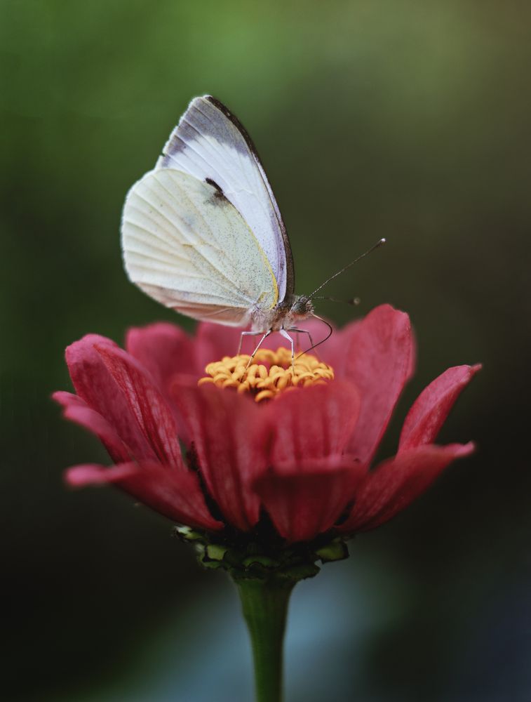 Photograph by Евгения Кинжакова