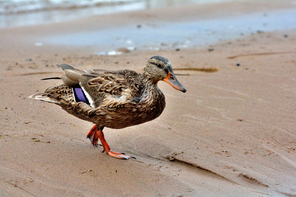 Photograph by Александр Зуев