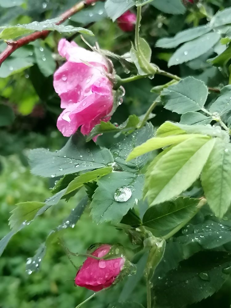 Photograph by Ирина Громова
