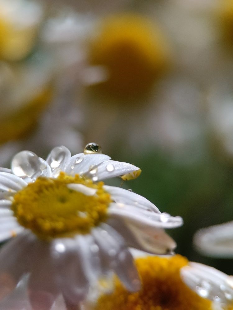 Photograph by Карина Слабкая