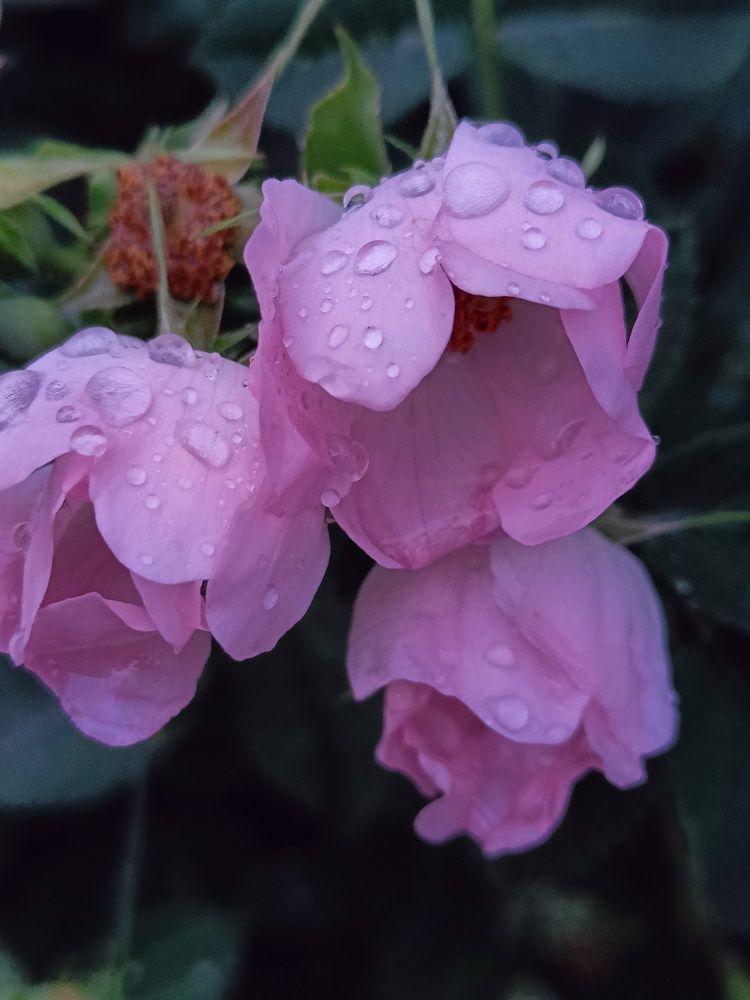 Photograph by Карина Слабкая